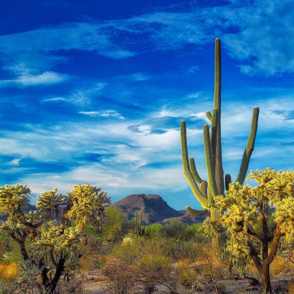 Southern Arizona landscape with a cactus, native Arizona plants, and mountains